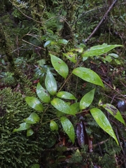 Griselinia ruscifolia