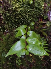 Griselinia ruscifolia