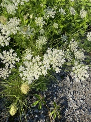 Daucus carota