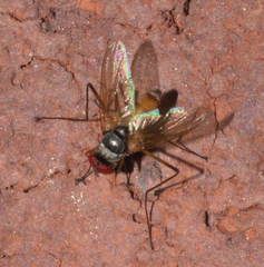 Cholomyia inaequipes