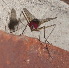 Cholomyia inaequipes