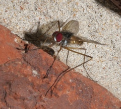 Cholomyia inaequipes