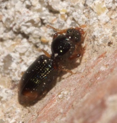 Dyschirius haemorrhoidalis