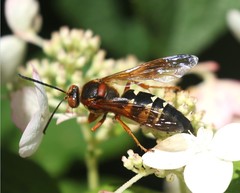 Sphecius speciosus