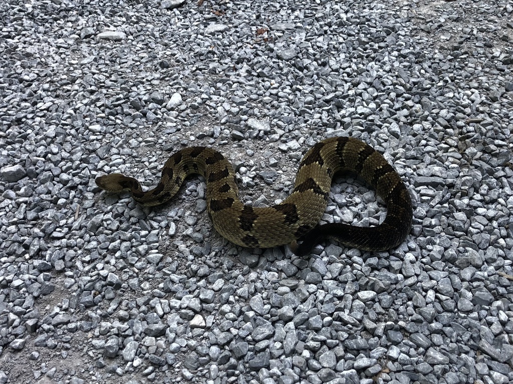 Timber Rattlesnake From Lamar Alexander Rocky Fork State Park, Flag ...