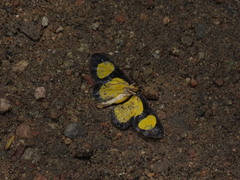 Cyllopoda jatropharia