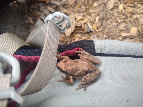 iNaturalist observation photo of Pacific chorus frog