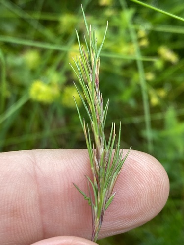 lipnica cibuľkatá (Poa bulbosa)