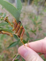 Oedemasia concinna