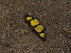 Cyllopoda jatropharia