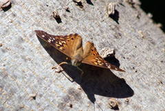 Asterocampa celtis celtis