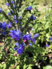 Echium vulgare