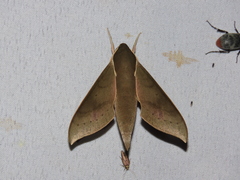 Xylophanes porcus continentalis