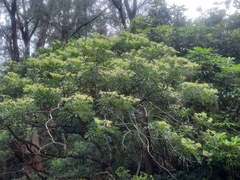 Zanthoxylum avicennae