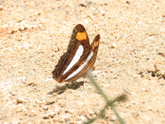 Adelpha iphicleola
