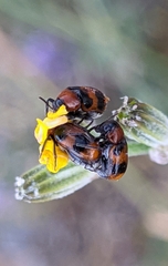 Coptocephala brevicornis