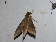 Xylophanes porcus continentalis