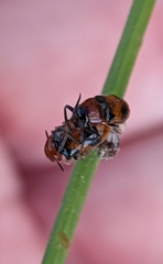 Coptocephala brevicornis