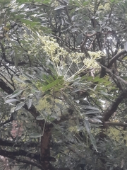 Zanthoxylum avicennae