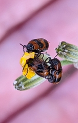 Coptocephala brevicornis