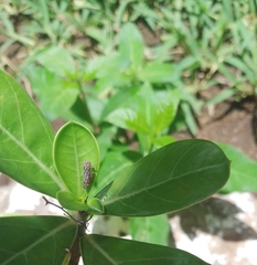 Apogonalia stalii