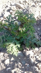 Solanum grayi