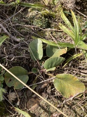 Dorstenia brasiliensis