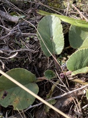 Dorstenia brasiliensis