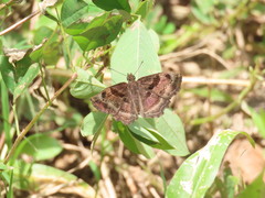 Antigonus funebris