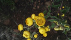 Helichrysum setosum