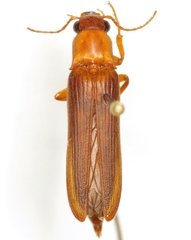Selonodon