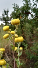 Helichrysum setosum