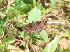 Antigonus funebris