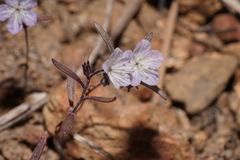 Phacelia pringlei