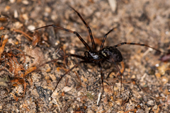 Megalepthyphantes nebulosus