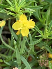 Scoparia montevidensis