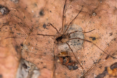 Lacinius ephippiatus