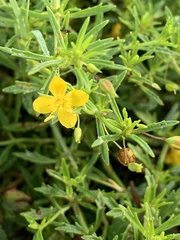 Scoparia montevidensis