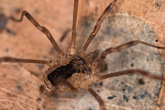 Lacinius ephippiatus