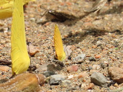 Pyrisitia dina