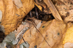 Lacinius ephippiatus