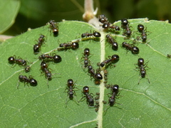 Dolichoderus plagiatus