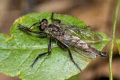 Machimus notatus