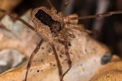 Lacinius ephippiatus