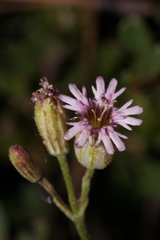 Silene grayi