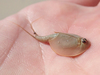 Longtail Tadpole Shrimp - Photo (c) Will Richardson, some rights reserved (CC BY-NC), uploaded by Will Richardson