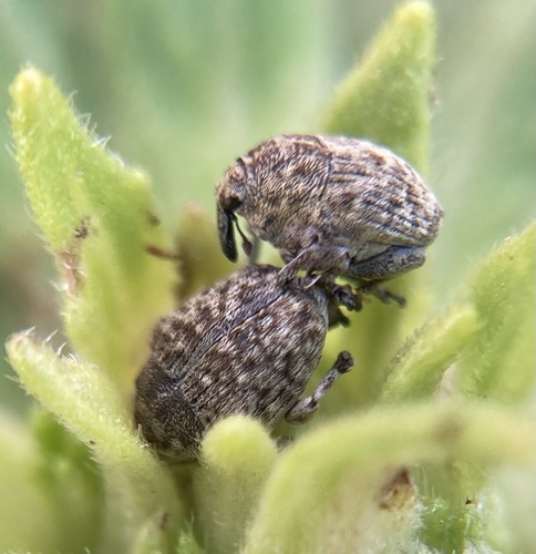 Acanthoscelidius acephalus photo 4