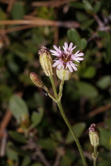Silene grayi