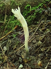 Ascobolus furfuraceus