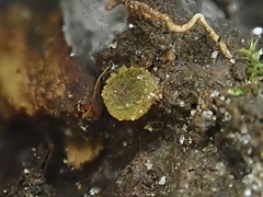 Ascobolus furfuraceus